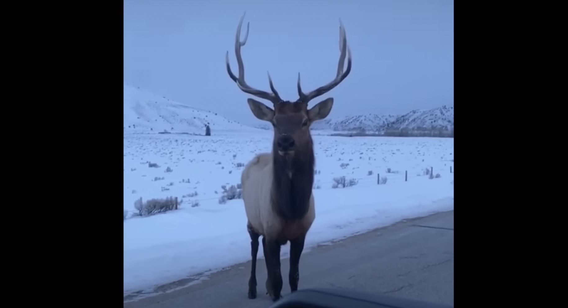 Yellowstone Elk Has Perfect Response to Taunts From A Tourist The Red